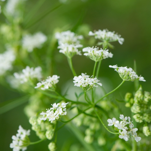 Burnet Saxifrage