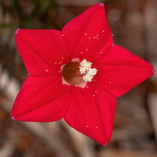 Cypress Vine
