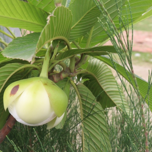 Dillenia (Dillenia indica – tropical tree with large flowers)