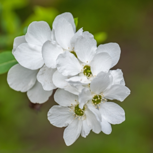 Exochorda (Exochorda spp. – Pearlbush)