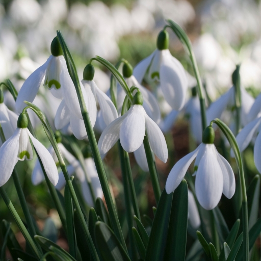 Galanthus (Galanthus nivalis – Snowdrop)