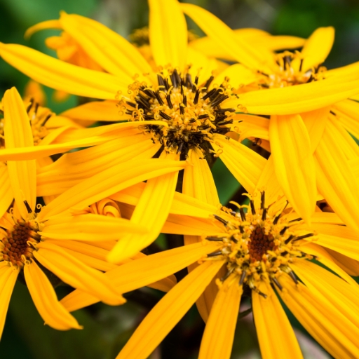 Ligularia (Ligularia dentata)