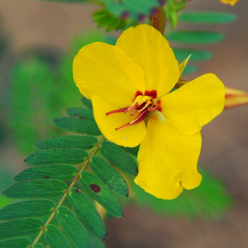 Partridge Pea (Chamaecrista fasciculata)