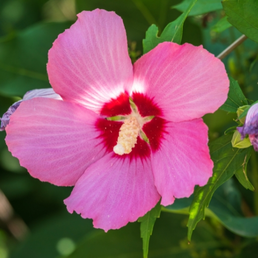Swamp Hibiscus (Hibiscus moscheutos)