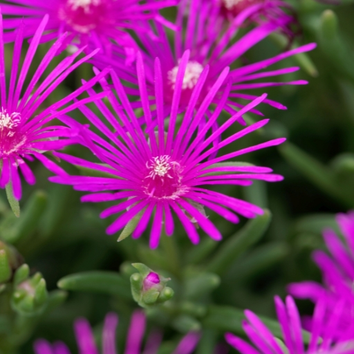 Trailing Ice Plant (Delosperma cooperi)