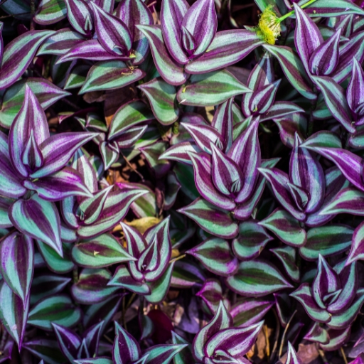 Wandering Jew Flower (Tradescantia zebrina – though foliage is primary feature)