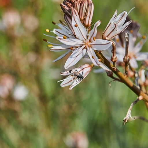 Asphodelus (Asphodel)