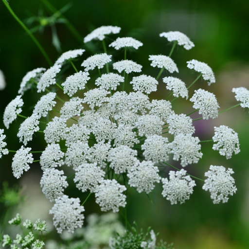 Bishop’s Flower