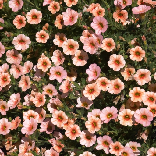 Calibrachoa (Million Bells)