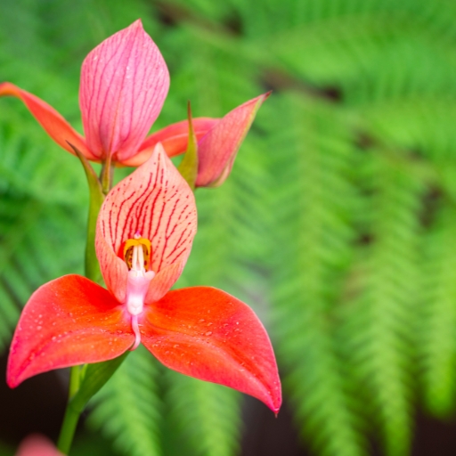 Disa (Disa spp. – South African orchid)