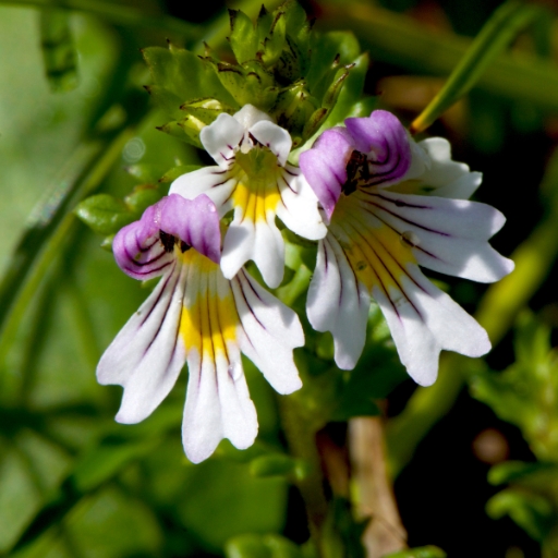 Eyebright (Euphrasia officinalis)