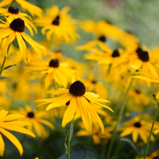 Gloriosa Daisy (Rudbeckia hirta cul