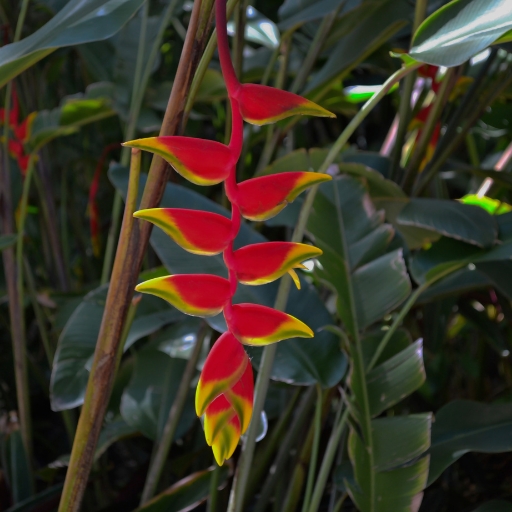 Lobster Claw (Heliconia rostrata)