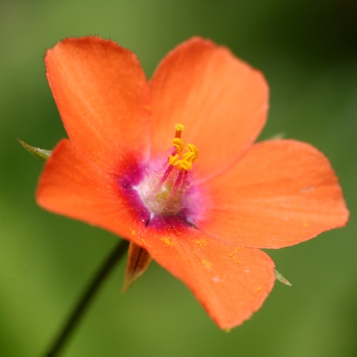 Pimpernel (Anagallis arvensis – Scarlet Pimpernel)