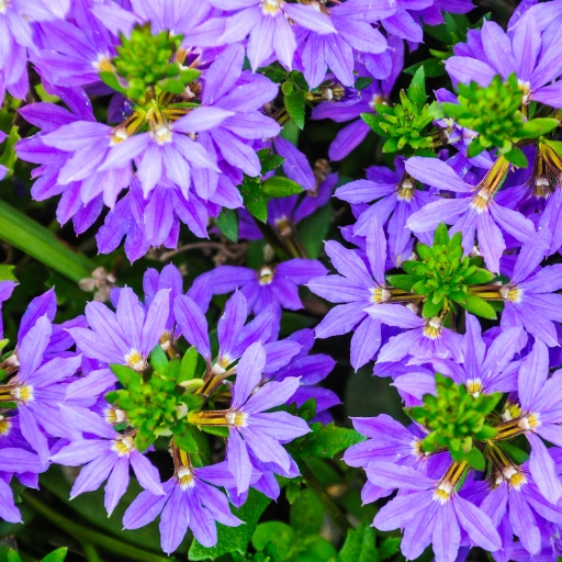 Scaevola (Scaevola aemula – Fan Flower)