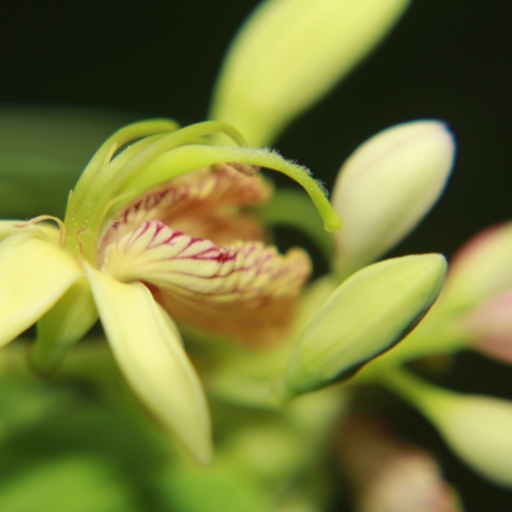 Tamarind Flower (Tamarindus indica – tropical tree bloom)