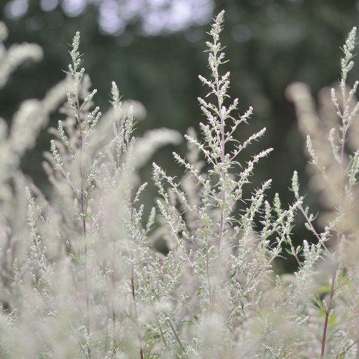 White Mugwort Bloom (Artemisia lactiflora)