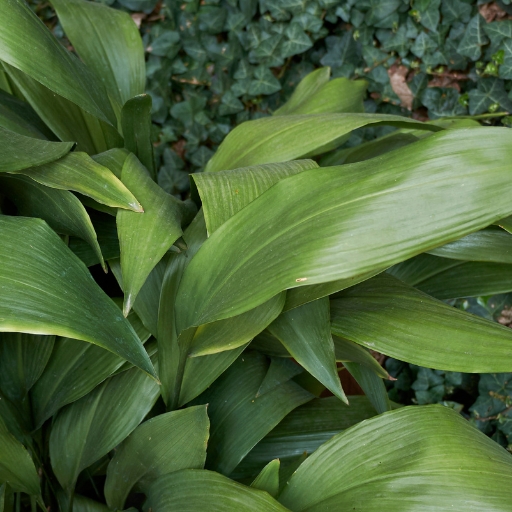 Aspidistra (Cast Iron Plant, flowering variety)
