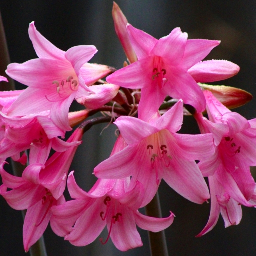 Belladonna Lily