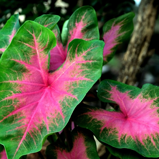 Caladium (flowering form)