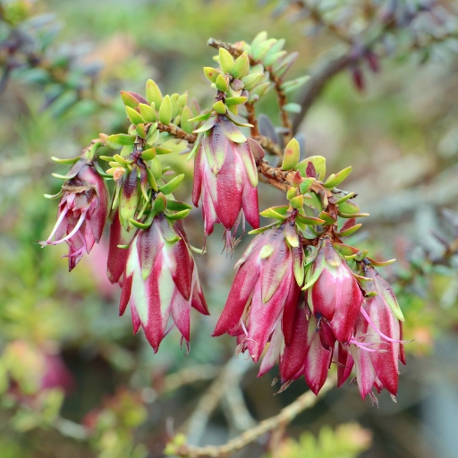 Darwinia (Darwinia spp. – native Australian genus)