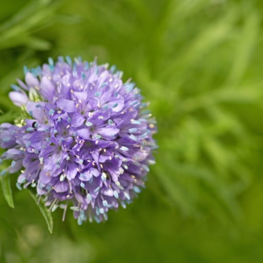 Gilia Capitata (Bluehead Gilia)
