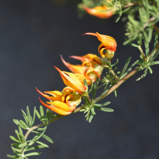 Lotus Vine (Lotus maculatus)
