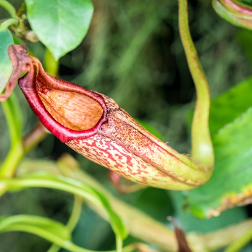 Pitcher Plant Flower (Sarracenia spp.)