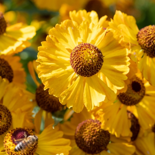 Sneezeweed (Helenium autumnale)