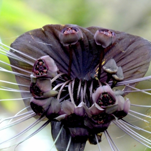 Tacca (Tacca chantrieri – Bat Flower)