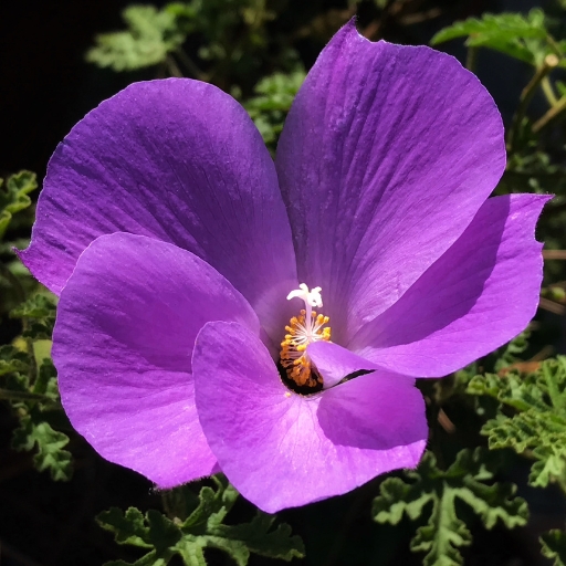 Alyogyne (Blue Hibiscus)