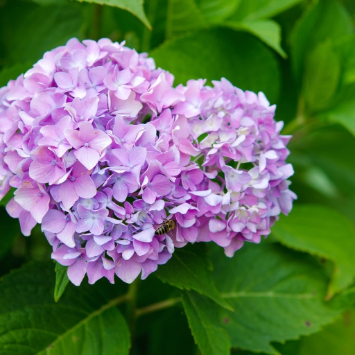 Bigleaf Hydrangea