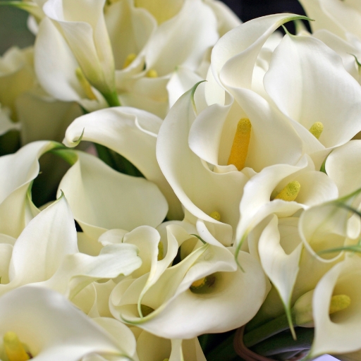 Calla Lily