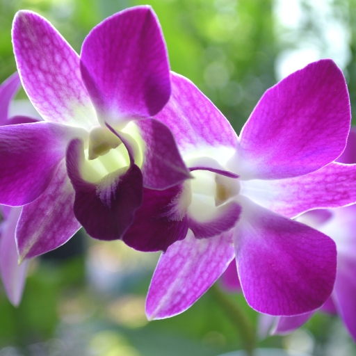 Dendrobium Orchid (Dendrobium spp.)