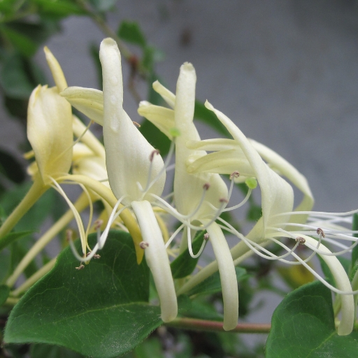 Lonicera (Lonicera japonica – Honeysuckle)