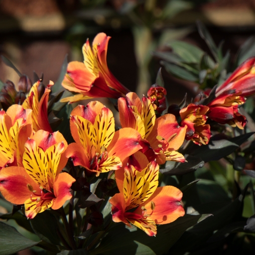 Painted Tongue (Salpiglossis sinuata)