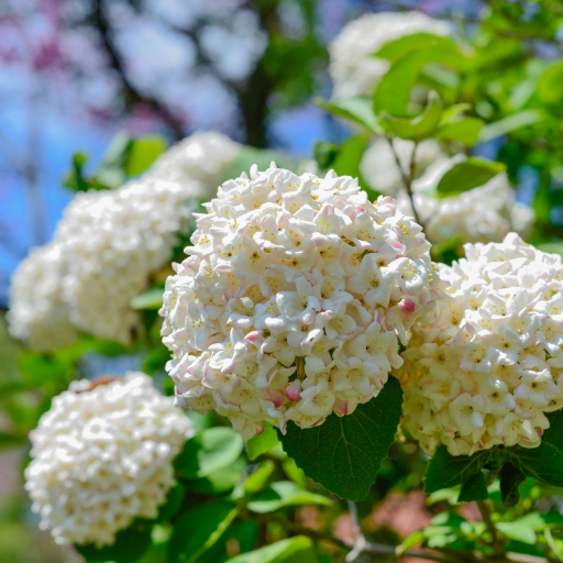 Snowball Bush Flower (Viburnum opulus)