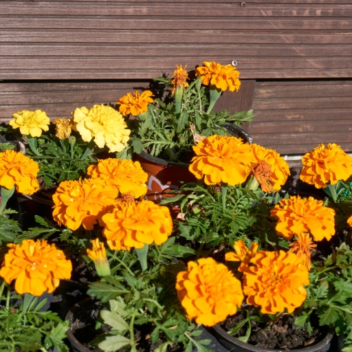 Tagetes (Tagetes spp. – Marigold genus)