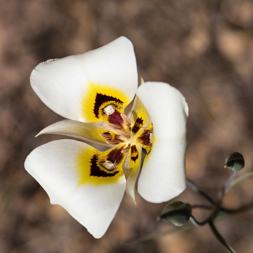 White Mariposa Lily (Calochortus eurycarpus)