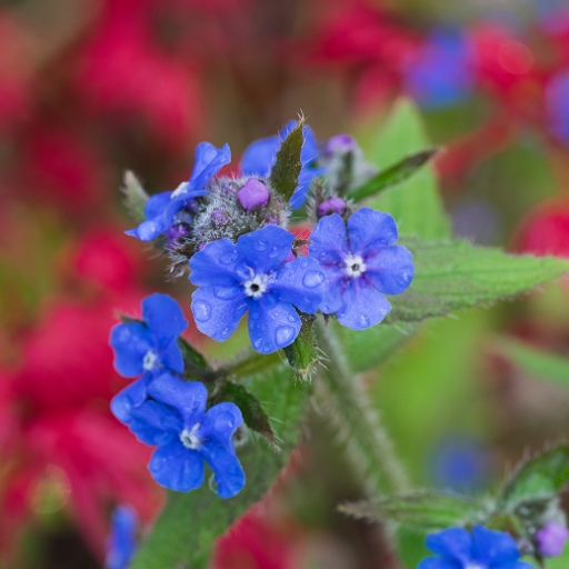 Alkanna (Alkanet)