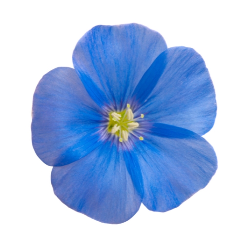 Blue Flax
