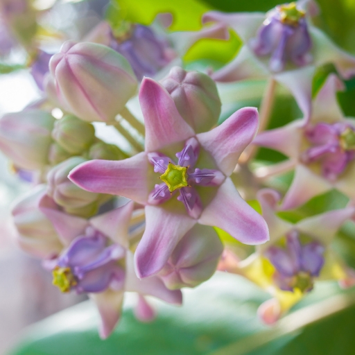 Calotropis (Crown Flower)
