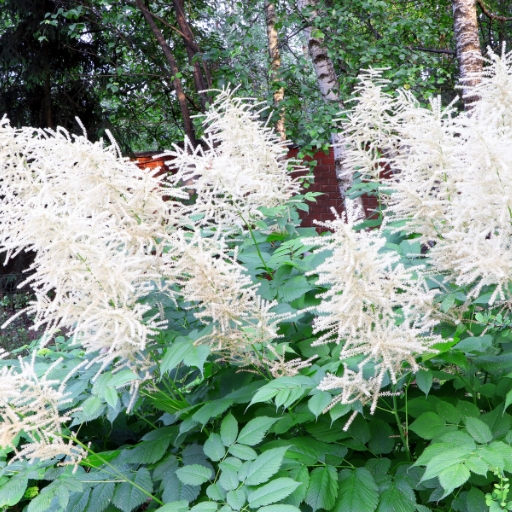 Goatβs Beard (Aruncus dioicus)