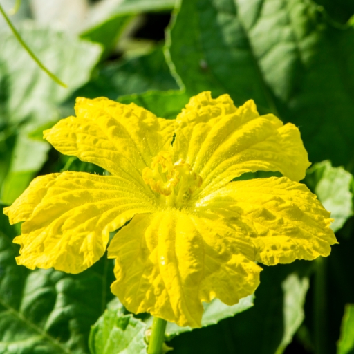 Luffa cylindrica (Sponge Gourd Flower)