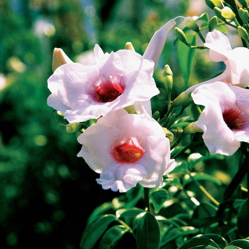 Pandorea (Pandorea jasminoides – Bower Vine)
