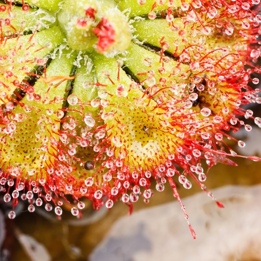 Sundew Bloom (Drosera spp.)