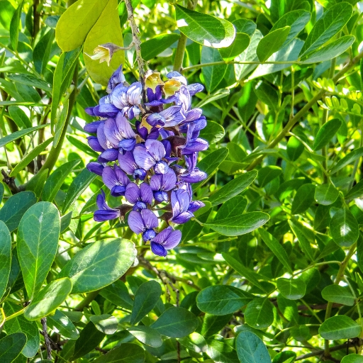 Texas Mountain Laurel (Sophora secundiflora)