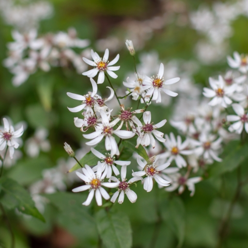 White Wood Aster (Eurybia divaricata)