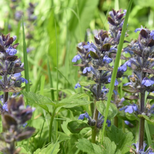Ajuga (Bugleweed)