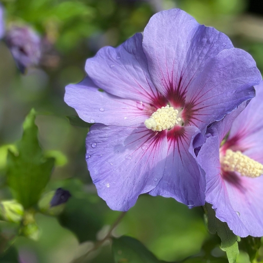 Blue Hibiscus